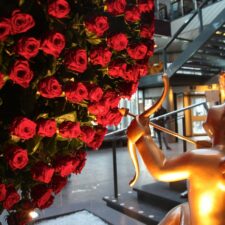 Van der Drift Roses