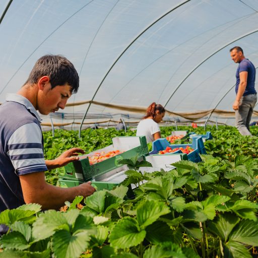Efficiëntie verhogen met flexibel tuinbouwpersoneel