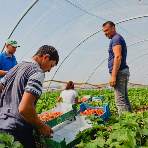 Flexibele inzet in de tuinbouw: een gids voor ondernemers