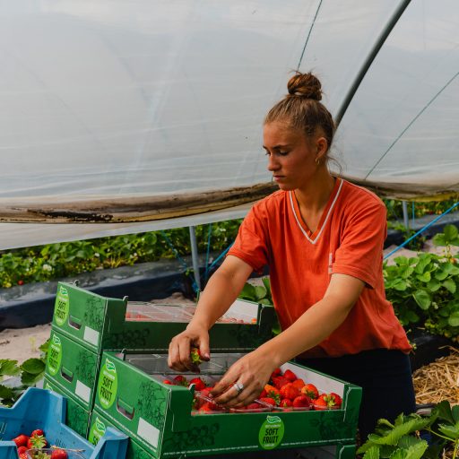 Strategische personeelsoplossingen voor de tuinbouw