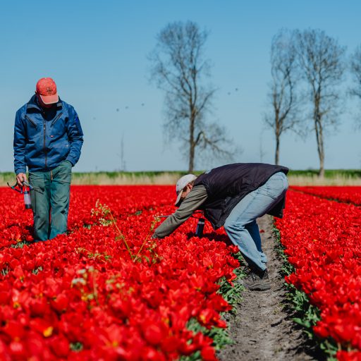 Tuinbouw en de voordelen van tijdelijk personeel